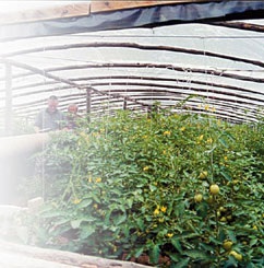 Умови вирощування томатів і отримання розсади для відкритого грунту і теплиць