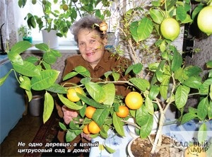 Виростити лимон в домашніх умовах