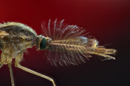 Хочете знати, чому комарі кусають вас більше, ніж інших гумор фм - головний по гумору