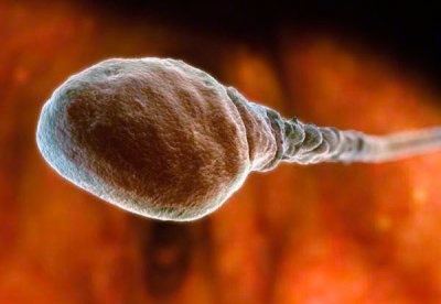 За секунду до вагітності сперматозоїди і яйцеклітина - бішкекський жіночий журнал
