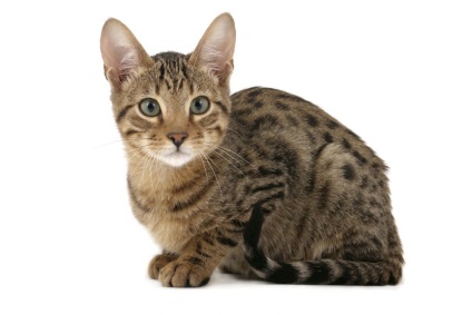 11 найдорожчих порід кішок, creu