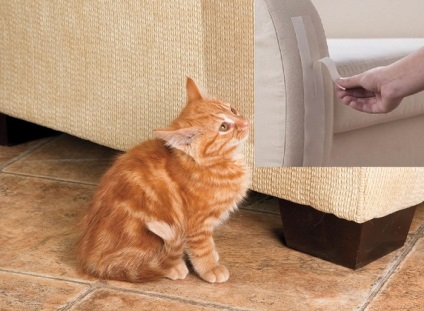 Як відучити кішку дряпати меблі і шпалери 7 ідей - корисні поради