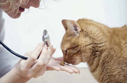 Який лікувальний корм для кішок краще, догляд за кішками і догляд за собаками