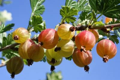 Як отримати великі плоди і ягоди - сади сибіру