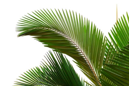 Як виростити пальму