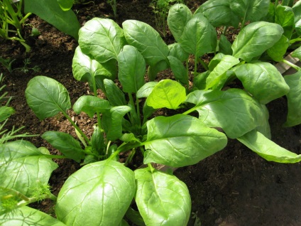 Шпинат - вирощування, особливості, агротехніка і сорти