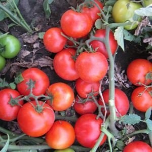Томат - асвон f1 фото і опис сорту, характеристики плодів-помідорів