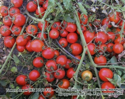 Томат - асвон f1 фото і опис сорту, характеристики плодів-помідорів