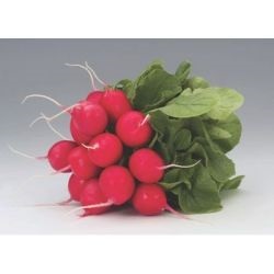 Томат Кларабелля f1 (clarabella f1), купити насіння томата раннього великоплідного куерідо f1 ціна