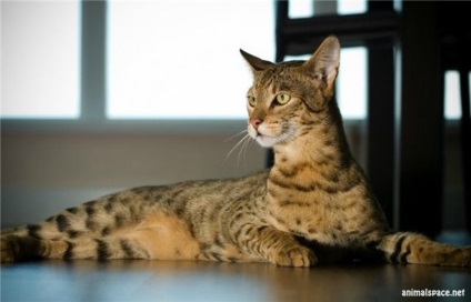 Трійка найдорожчих порід кішок - новини про тварин, рідкісні тварини і міфічні тварини на
