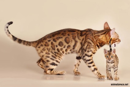 Трійка найдорожчих порід кішок - новини про тварин, рідкісні тварини і міфічні тварини на