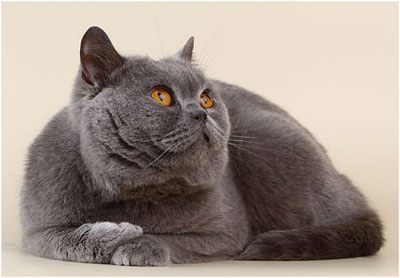 Британська короткошерста кішка, фото, характер, догляд, хвороби