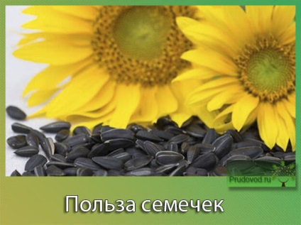 Чим корисні насіння соняшнику для жінок користь і шкода насіння
