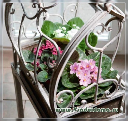 Квітка сенполія - ​​догляд за квітами і підгодівля добривами, сайт про сад, дачі і кімнатних рослинах