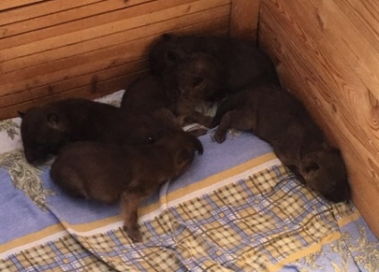 Домашня кішка вигодувала п'ятьох вовченят в зоопарку
