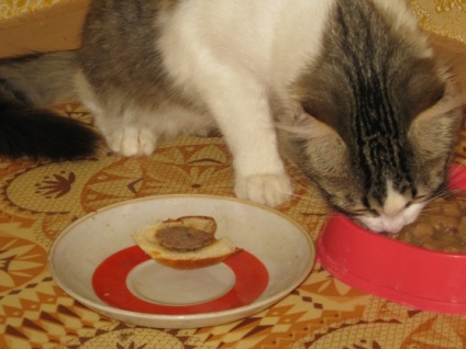 Дослідницька робота «чому кішка не їсть котлету»
