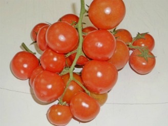 Опис кращих сортів томатів для вирощування в теплицях і відкритому грунті