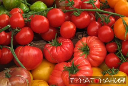 Основи вирощування помідорів вибір сорту - томатоманія