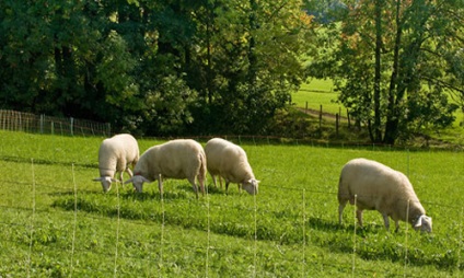 Розведення овець як бізнес план організації вівчарської ферми, рентабельність