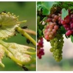 Попелиця на винограді - чим обробити і як боротися