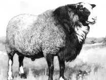 Ulus - поставка племінних овець з Чехії, консультації, навчання, перевезення тварин