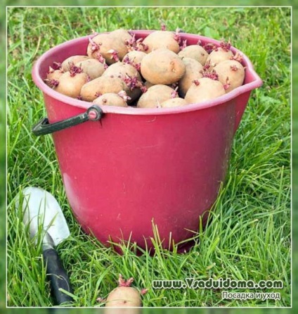 Яровизация картоплі - як правильно, сайт про сад, дачі і кімнатних рослинах