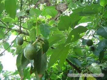 Авокадо - екзотичний фрукт корисні властивості, коментарі та відгуки