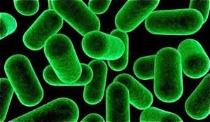 Бактерії в їжі, кисломолочних продуктах харчування