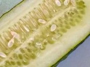 Яке насіння огірків найкращі для відкритого грунту відео, огляд кращих насіння огірків для