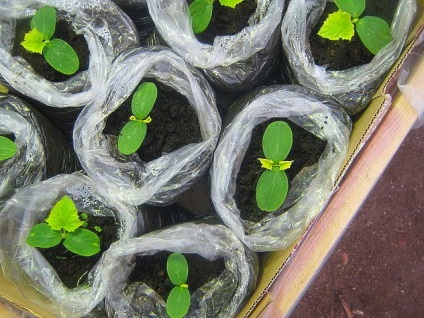Яке насіння огірків найкращі для відкритого грунту відео, огляд кращих насіння огірків для