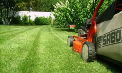 Коли перший раз стригти газон правила стрижки газонної трави - відео - «все до дрібниць»