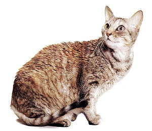 Кішка німецький рекс - опис породи, фото, відгуки, характер