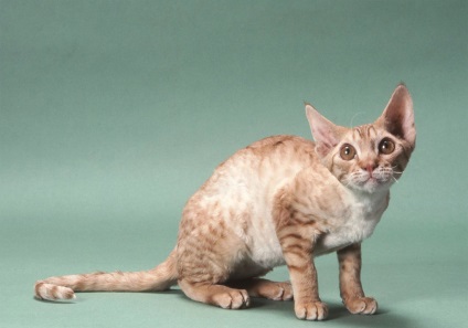 Кішка німецький рекс - опис породи, фото, відгуки, характер