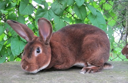 Кролики рекс опис породи, розведення, фото