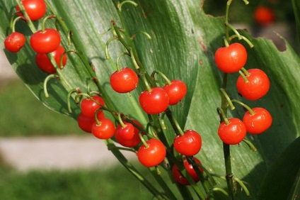 Лісові ягоди небезпечні для здоров'я людини