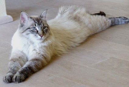 Невська маскарадна кішка опис породи з фото
