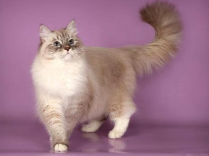 Невська маскарадна кішка опис породи з фото