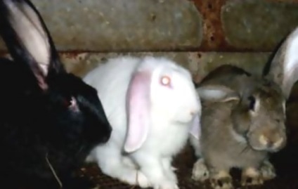 Розведення кроликів, породи шістсот рад