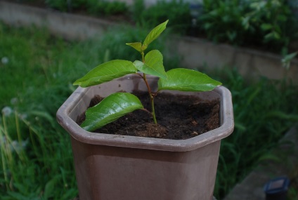Тамарілло все про вирощування в домашніх умовах - кавове дерево (кава догляд в домашніх умовах,