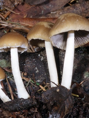 Отруйні гриби опеньки фото і опис їстівних і помилкових грибів, відмінні риси