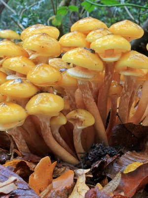 Отруйні гриби опеньки фото і опис їстівних і помилкових грибів, відмінні риси