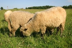 Горьковская вівця, фото породи, опис, характеристика