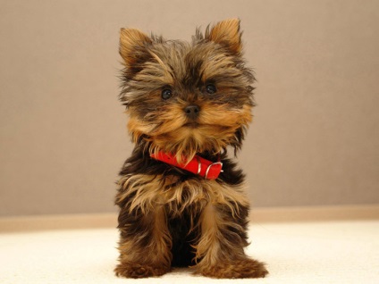 Йоркширський тер'єр - найменша собака в світі