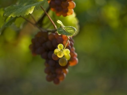 Як робити чеканку винограду влітку і на початку осені - сад і город
