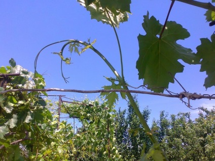 Як робити чеканку винограду влітку і на початку осені - сад і город