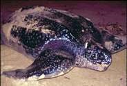 Яку максимальну швидкість розвиває черепаха, пересуваючись по суші і по воді що це за черепаха