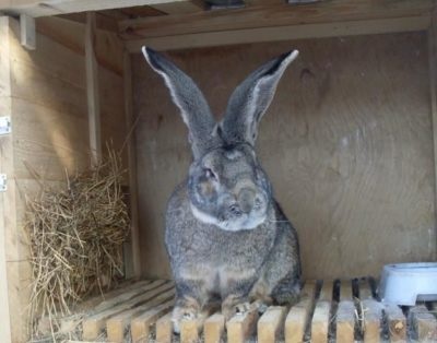 Кролики породи ризен німецький ризен, фото, опис, розведення