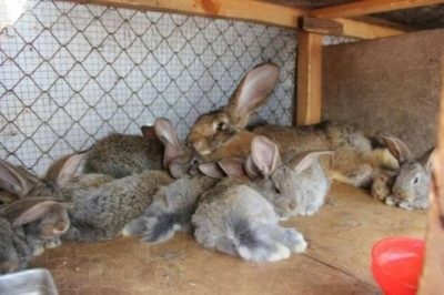Кролики породи ризен німецький ризен, фото, опис, розведення