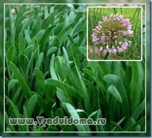 Лук слизун (або никне цибулю) - вирощування, фото, отримання врожаю і насіння, сайт про сад, дачі і