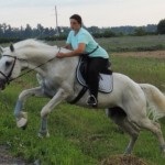 Орловський рисак опис, історія та фото породи, мої конячки